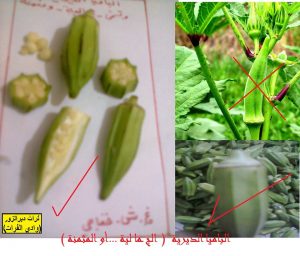 مواصفات البامية