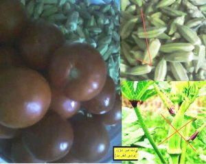 بامية من ديرالزور