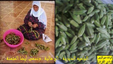 البامياء