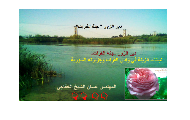 زينة ديرية