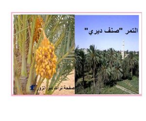 دير الزور